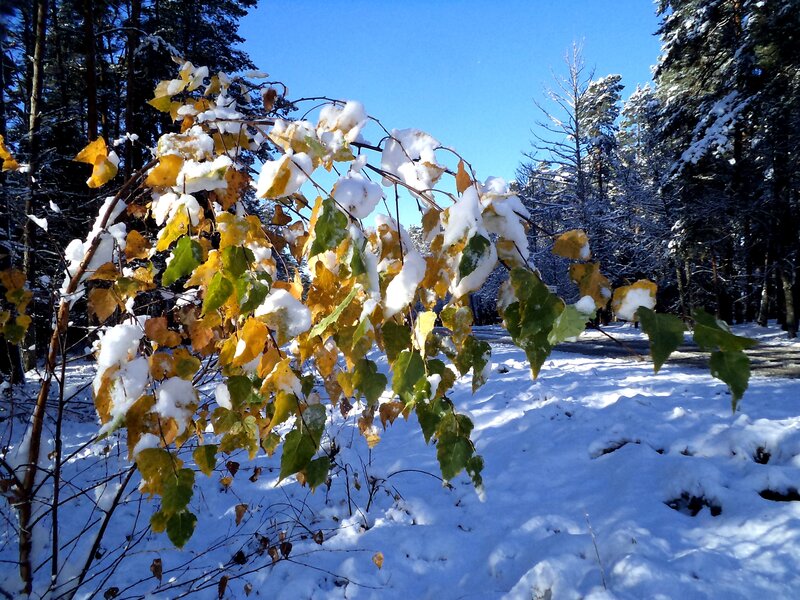 Snow-covered Leaves on Branch