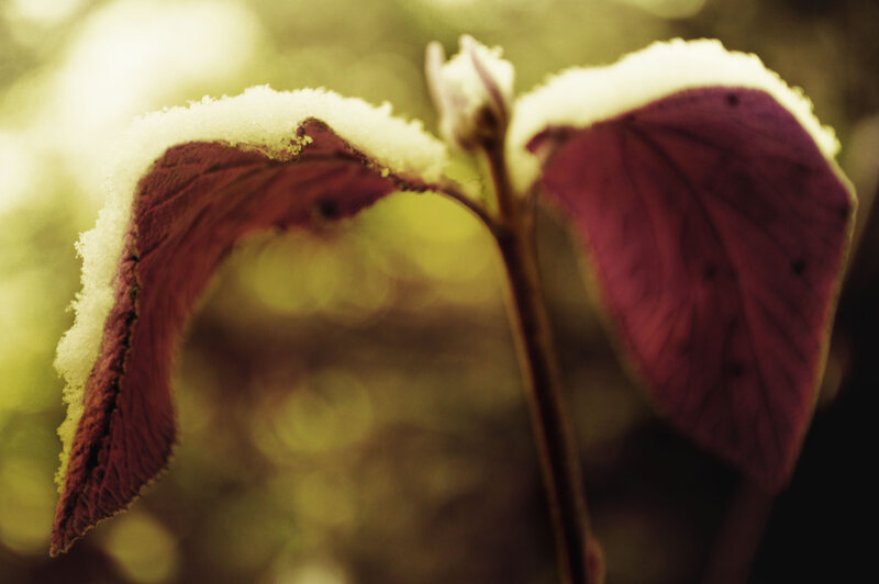 Snow-covered Leaves — Red