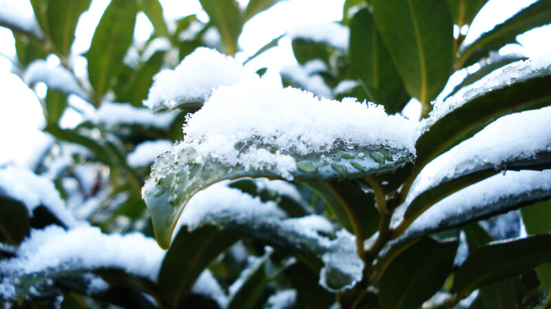 Snow-covered Leaves