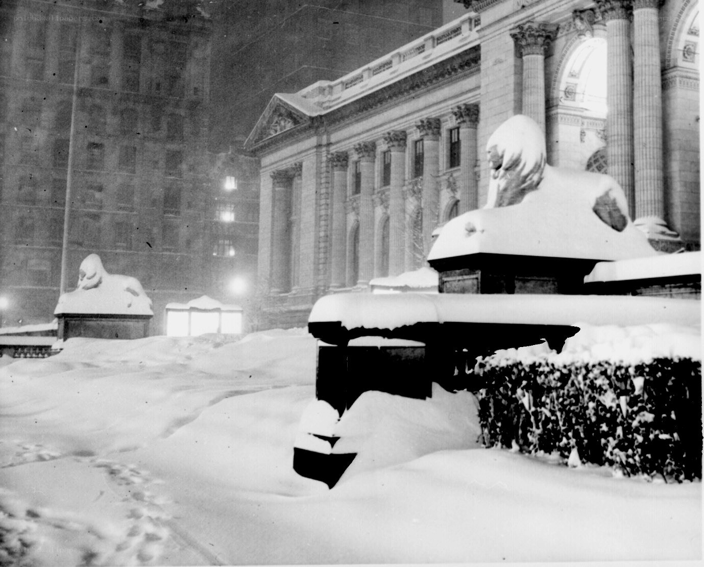 Snow-covered lions at night