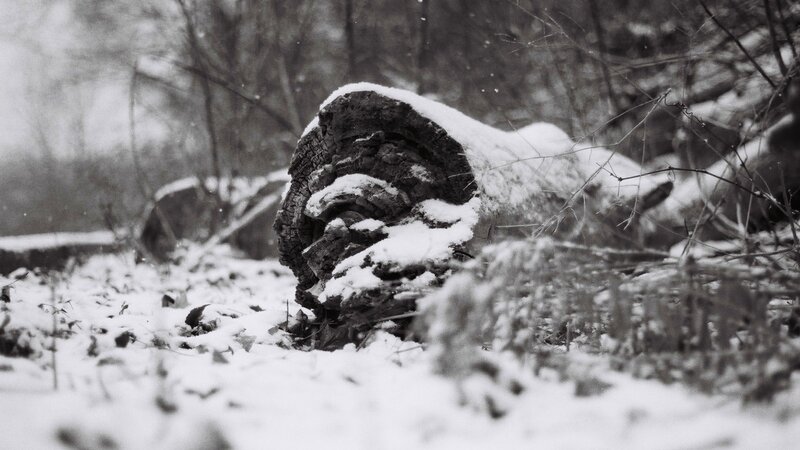 snow-covered log in winter forest