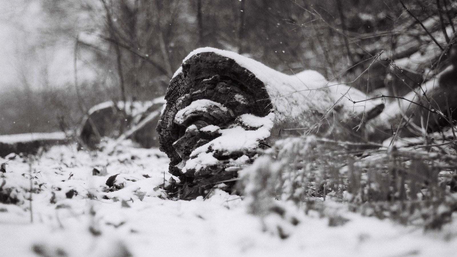 snow-covered log in winter forest