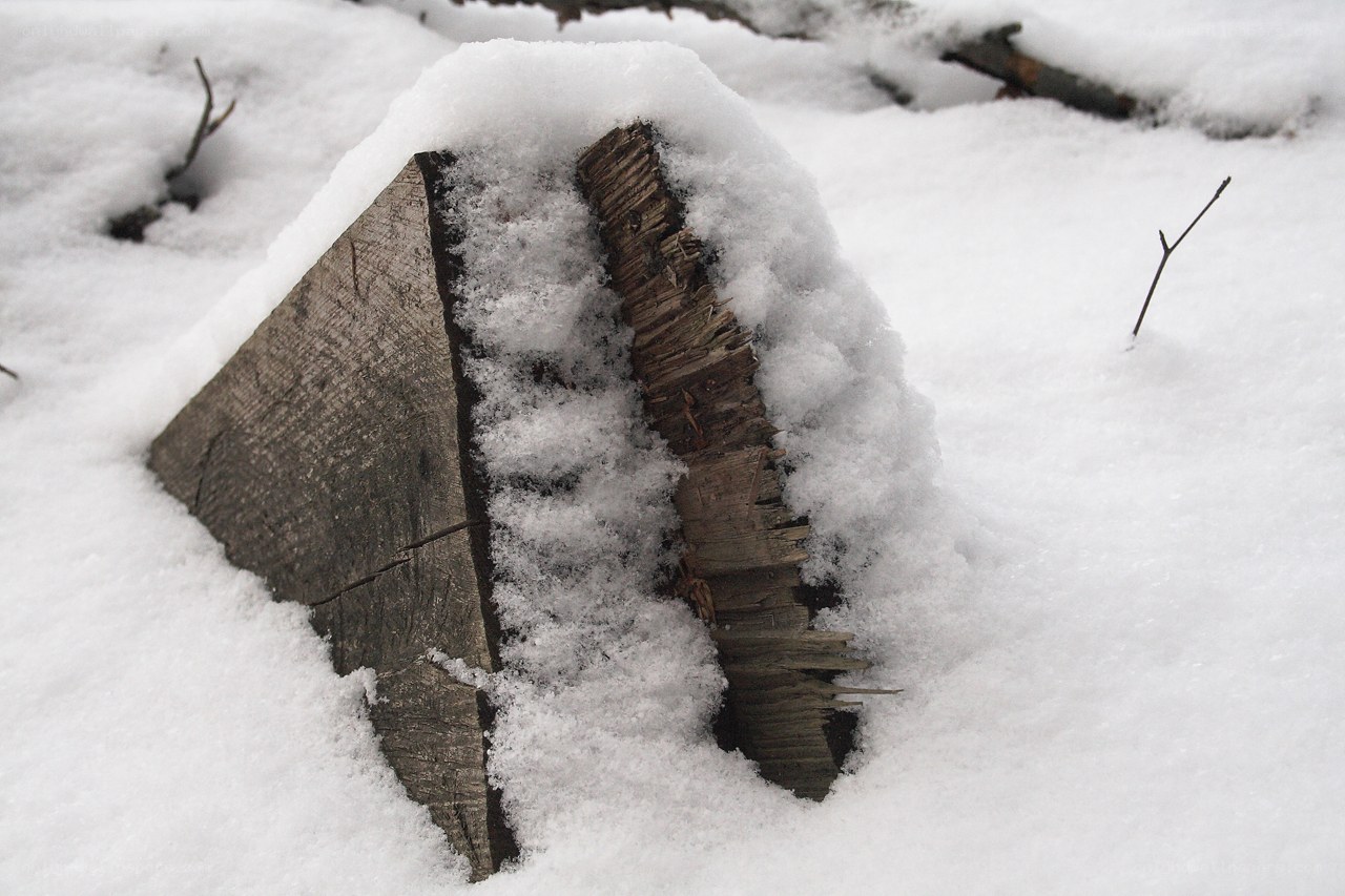 snow-covered log in winter
