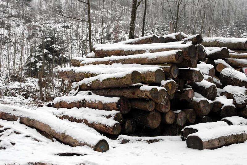 Snow-covered logs in forest