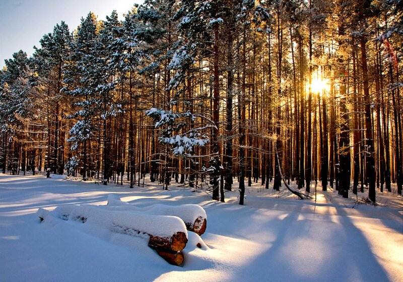 Snow-covered Logs in Forest — White, Serene