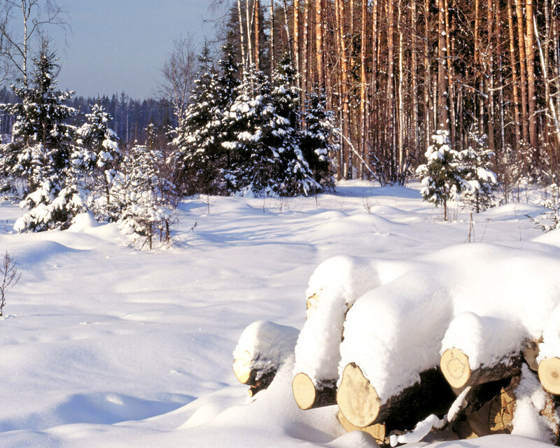 Snow-covered Logs in Forest — White
