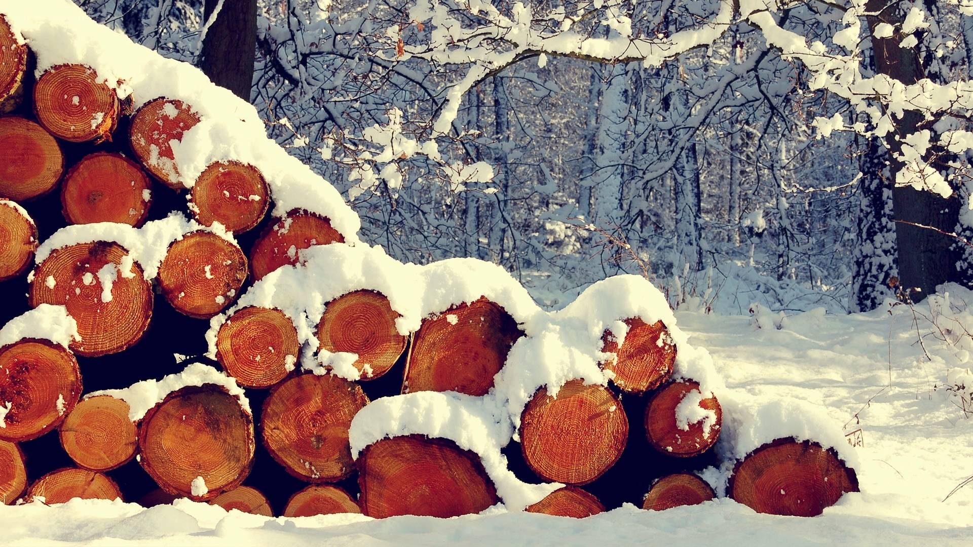 Snow-covered logs in winter forest