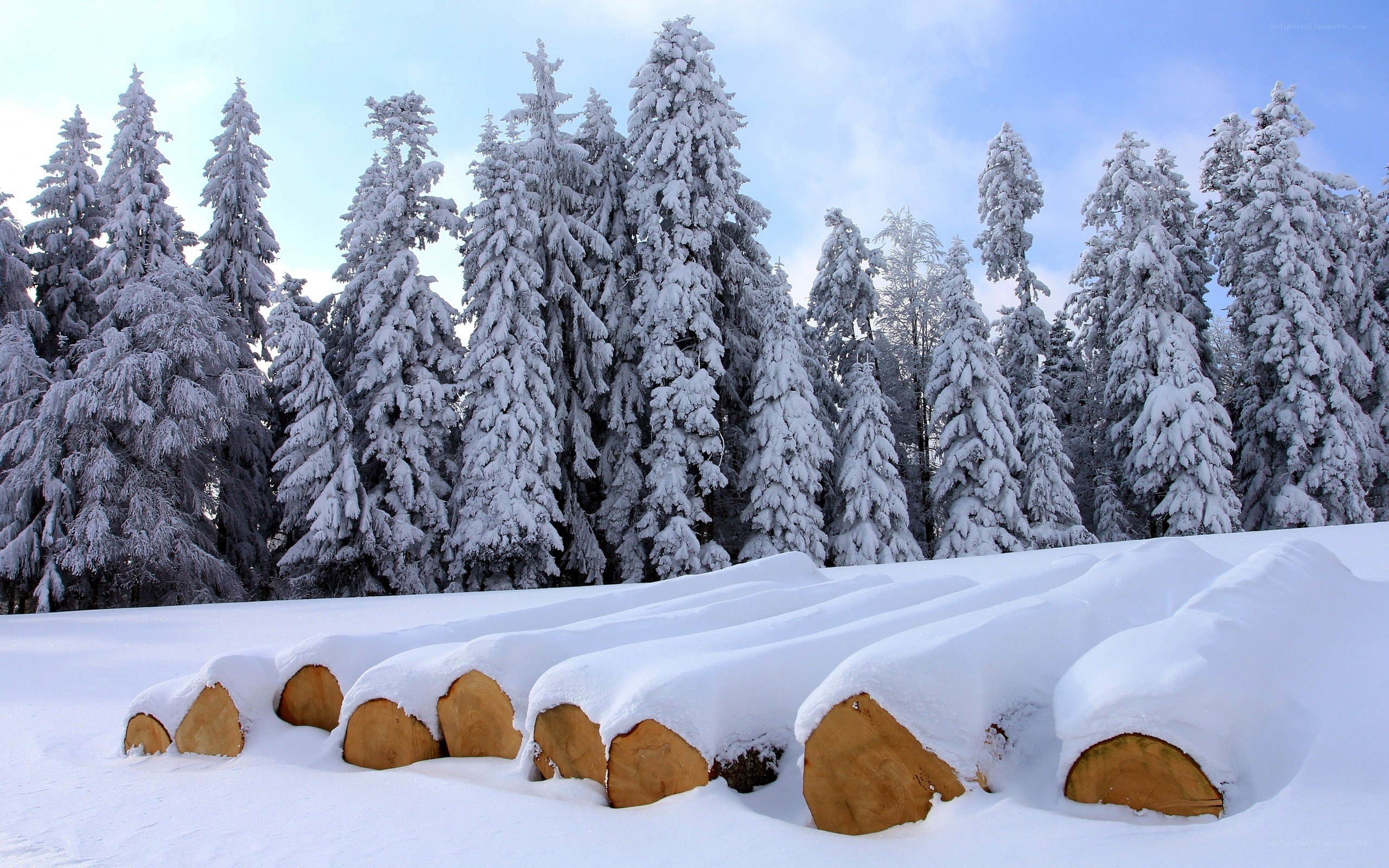 Snow-covered logs in winter forest