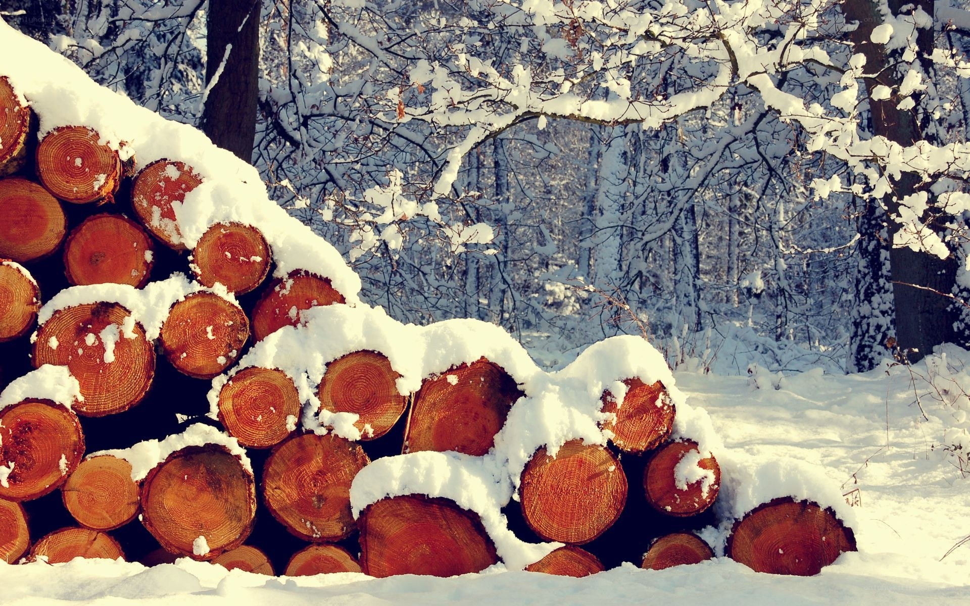 Snow-covered logs in winter forest