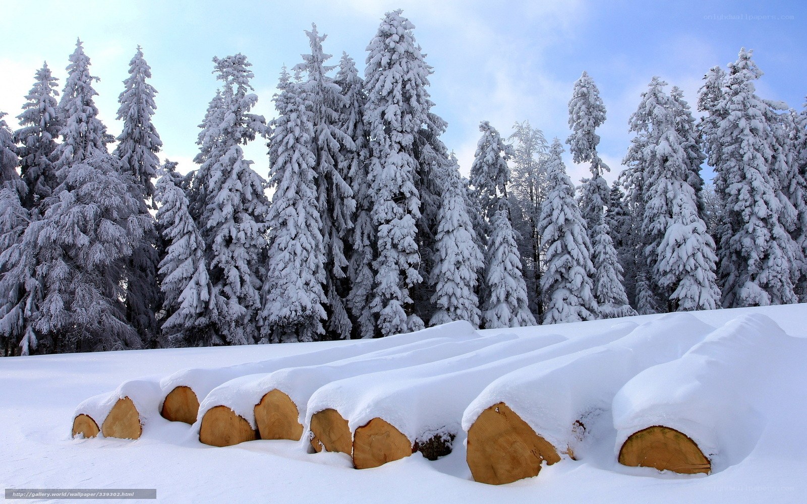 Snow-covered logs in winter forest