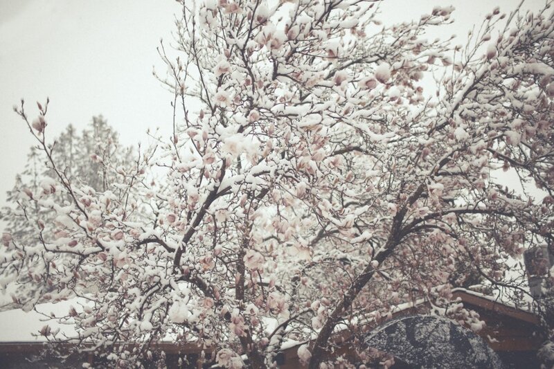 snow-covered magnolia tree