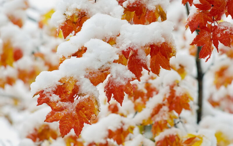 Snow-covered Maple Leaves — Red, Calm