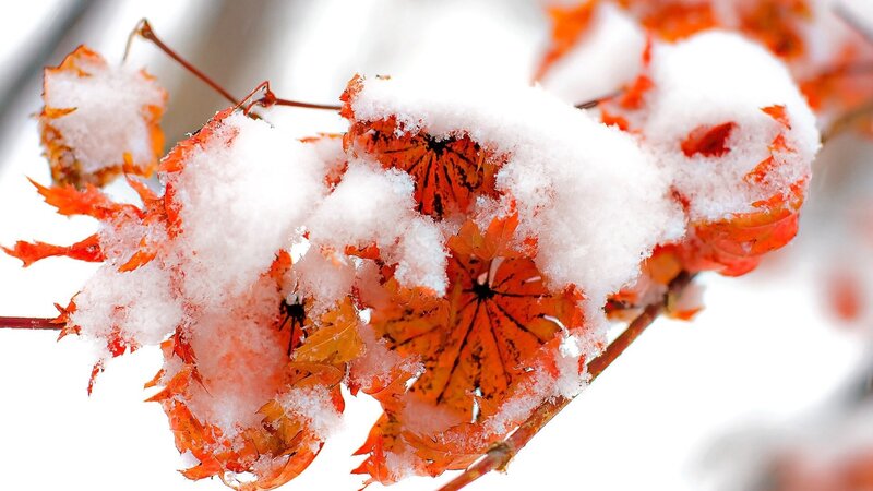 Snow-covered Maple Leaves — White, Calm