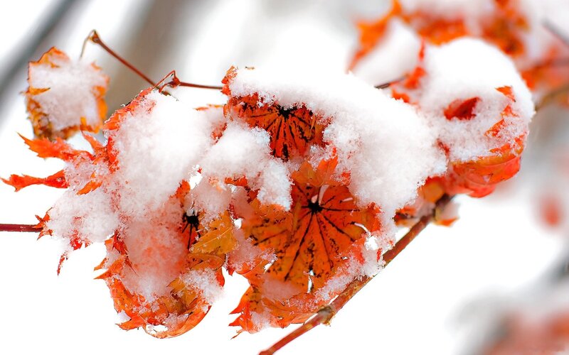 Snow-covered Maple Leaves — White, Calm, Winter
