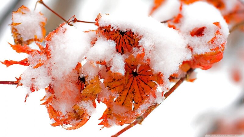 Snow-covered Maple Leaves — White