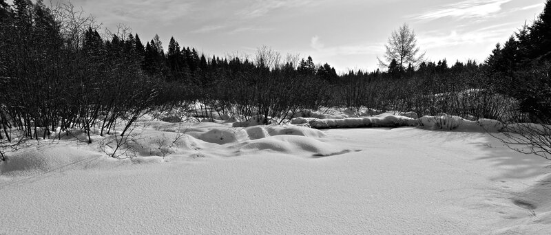 Snow-covered Marsh — Black