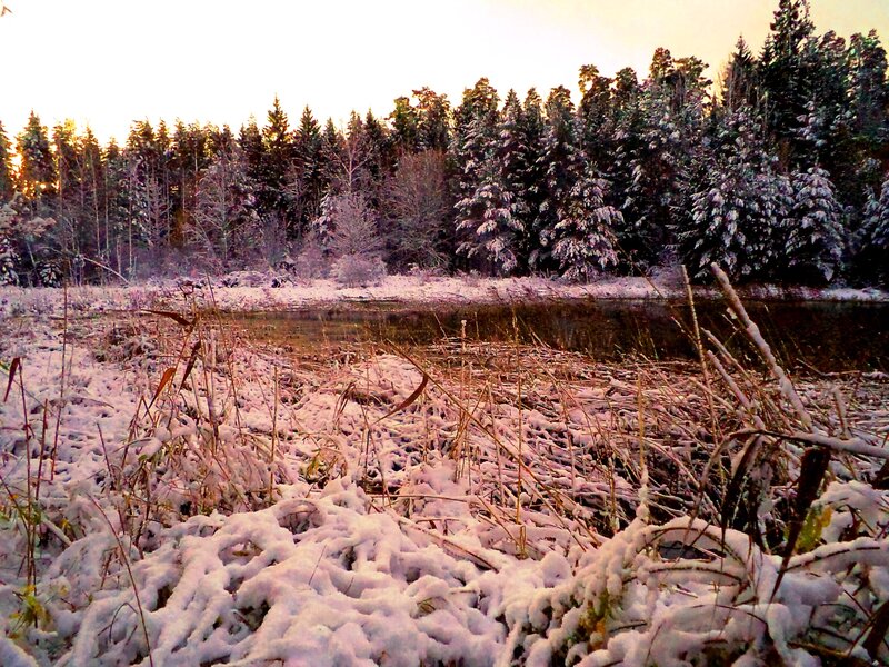 Snow-covered Marsh