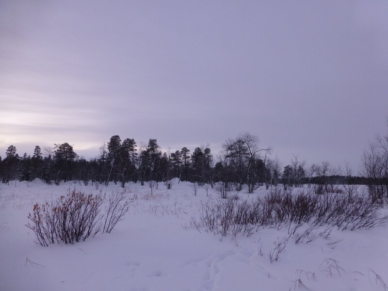 Snow-covered Marsh — White, Cold