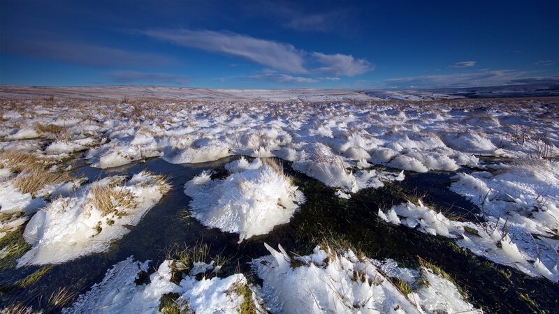 Snow-covered Marsh — White