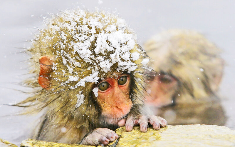 Snow-covered Monkey — Brown, Calm