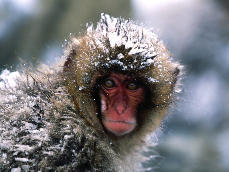 Snow-covered Monkey — Brown, Cold
