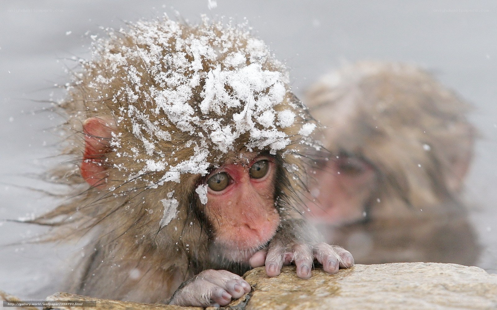 Snow-covered monkey in hot spring
