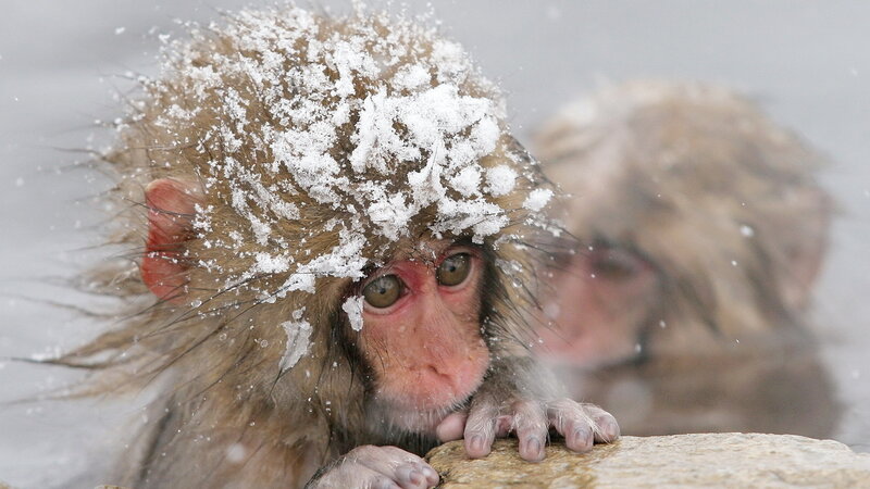 Snow-covered Monkey