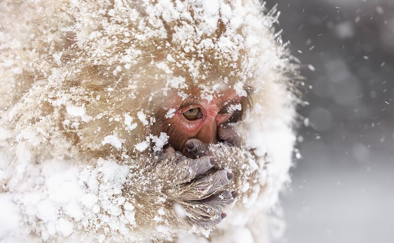 Snow-covered Monkey — White