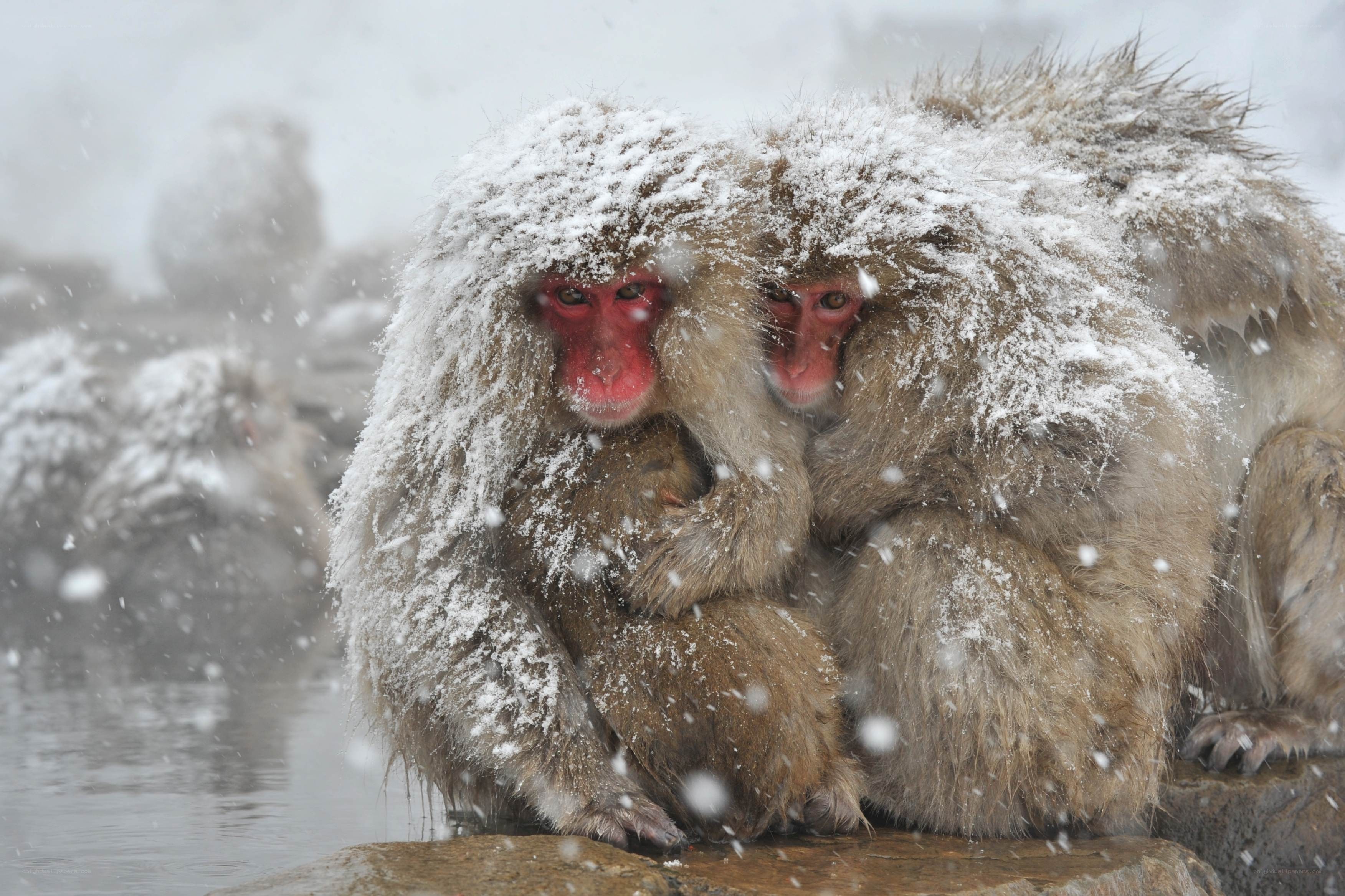Snow-covered monkeys in hot spring