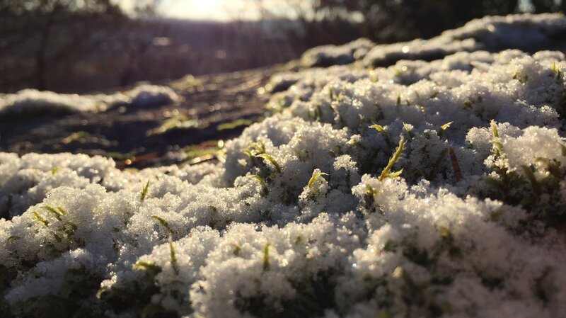 Snow-covered Moss