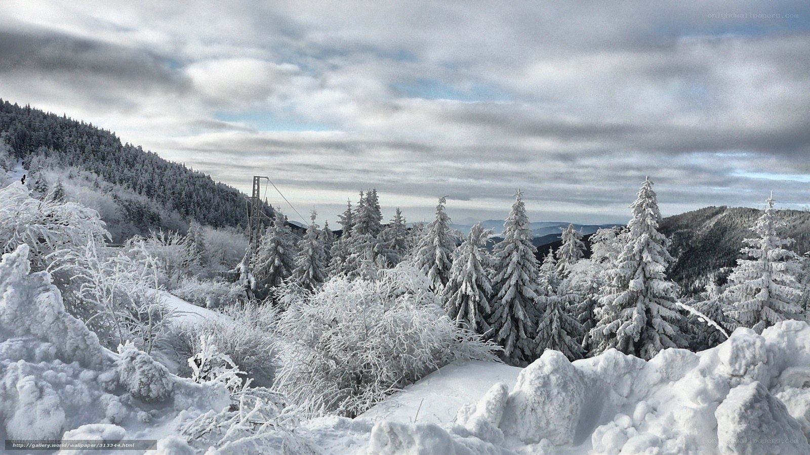 Snow-covered mountain forest