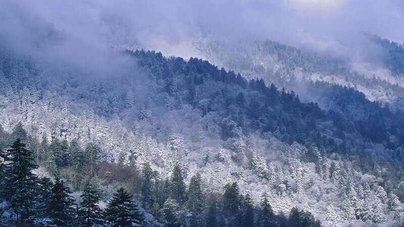 snow-covered mountain forest