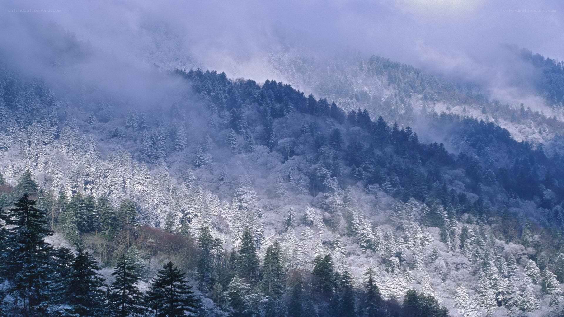 snow-covered mountain forest