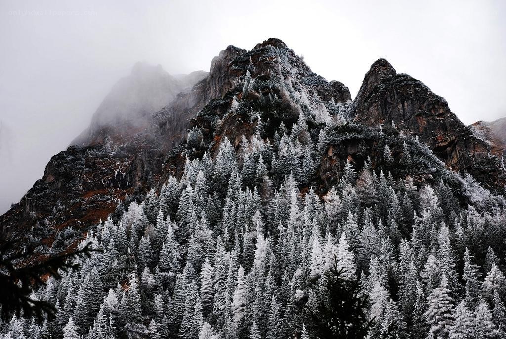 Snow-covered mountain forest
