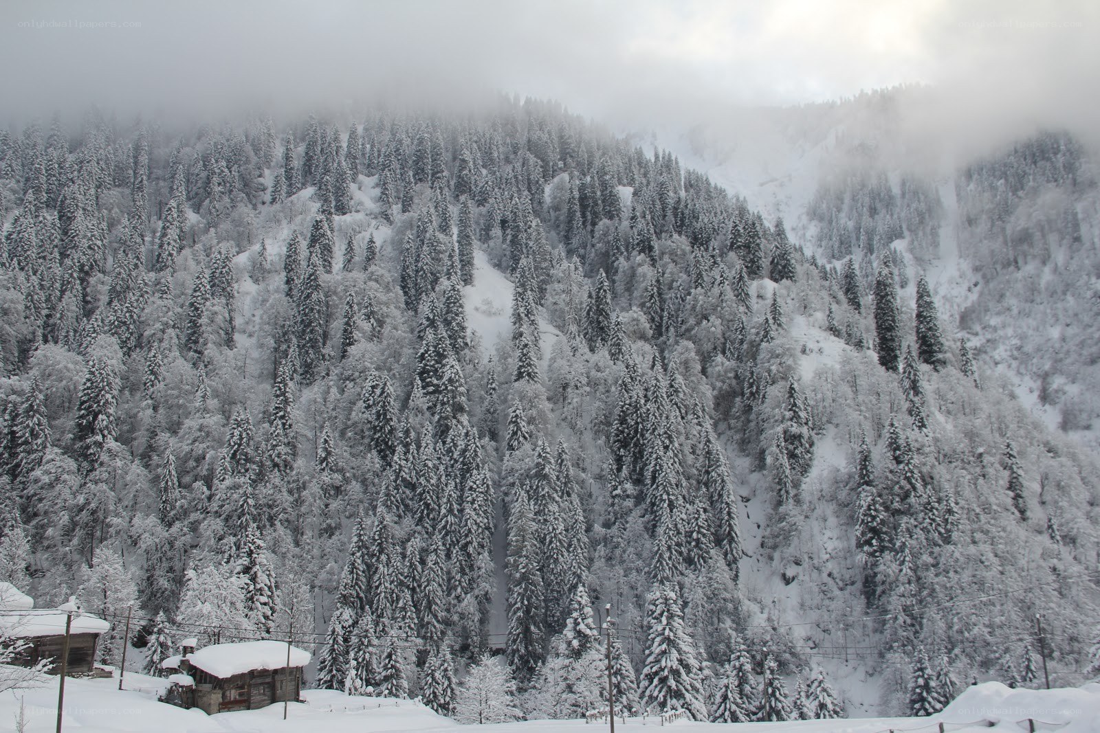 snow-covered mountain forest