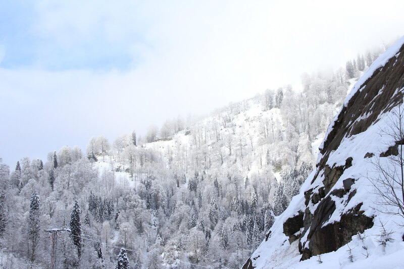 snow-covered mountain forest