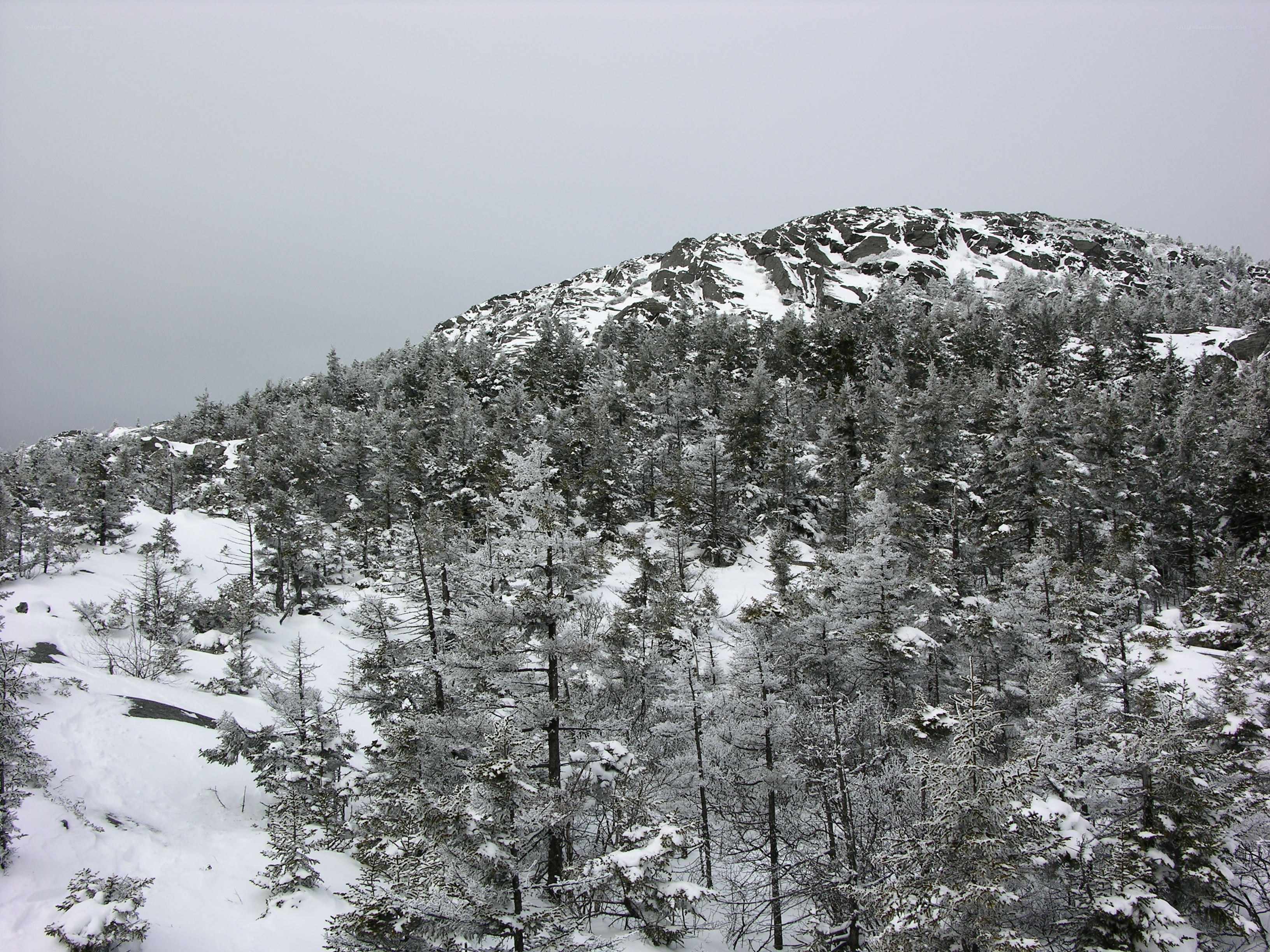 Snow-covered mountain forest
