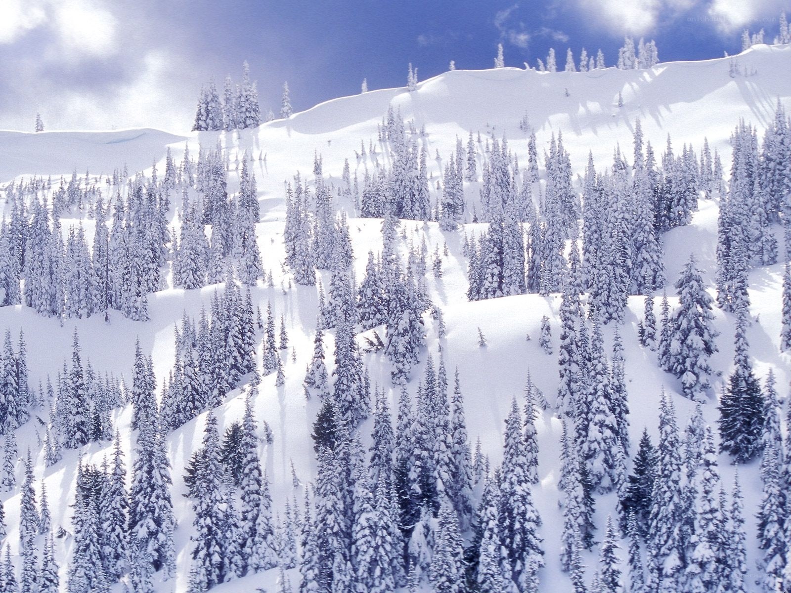 snow-covered mountain forest