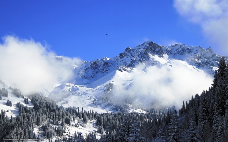Snow-covered Mountain Range — Blue, Serene, Winter, Photograph, Pine Trees