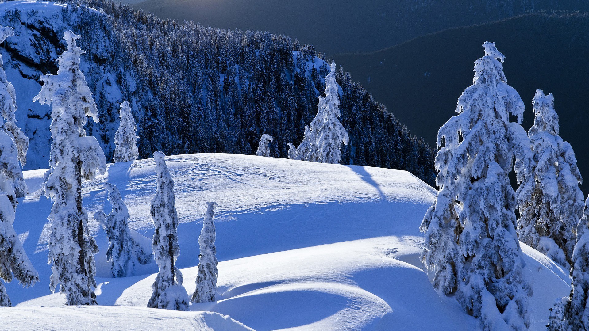 Snow-covered mountain trees