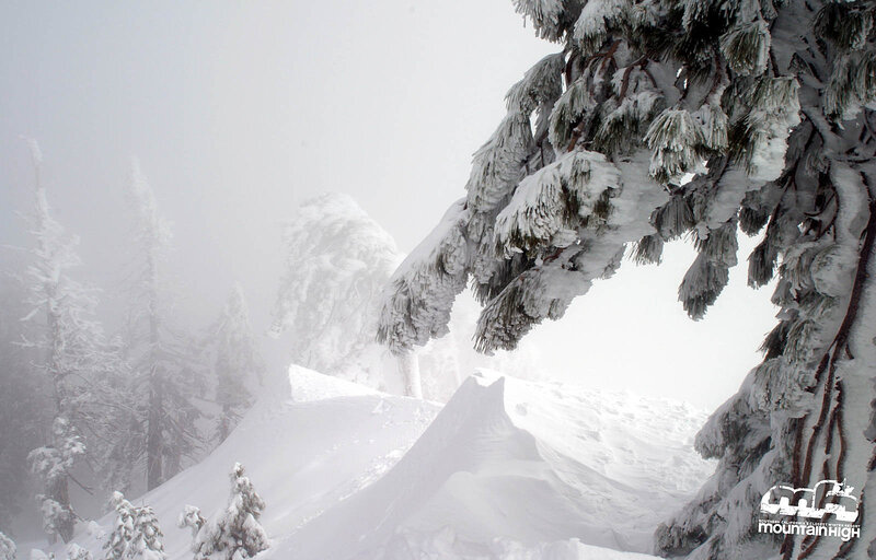snow-covered mountain trees