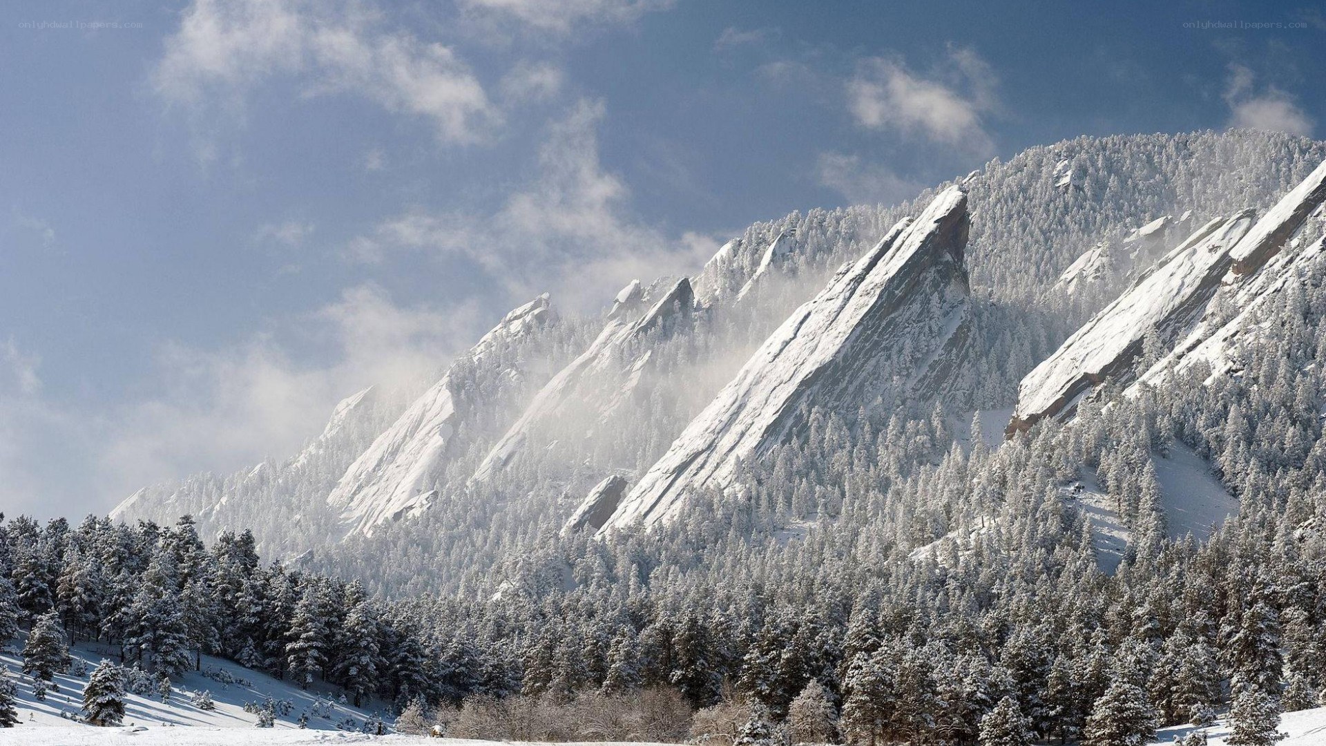 snow-covered mountains and forest
