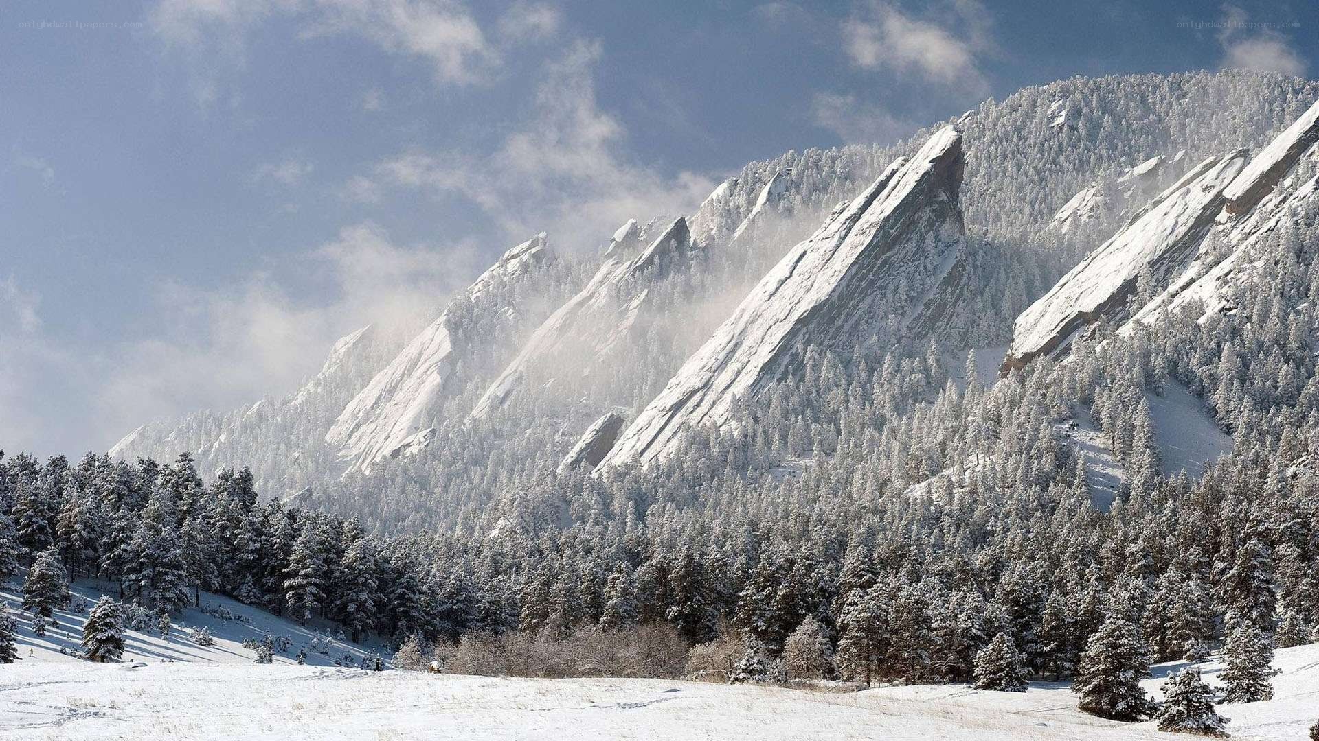 snow-covered mountains and forest