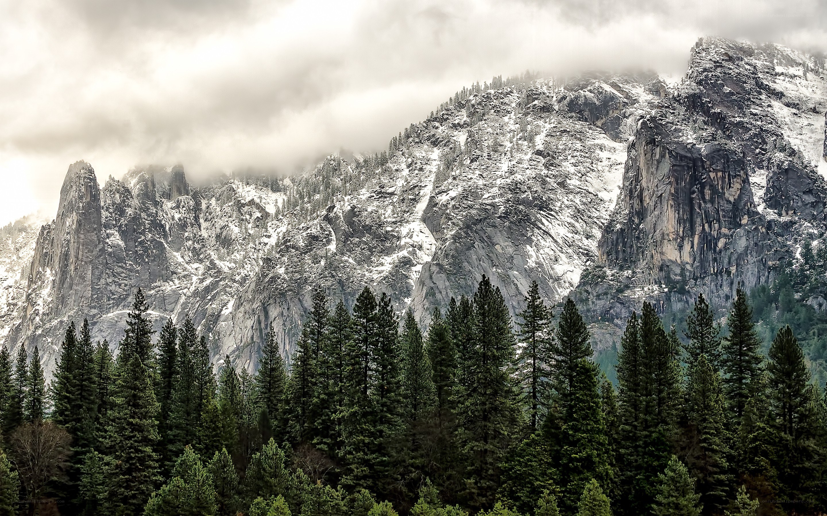 snow-covered mountains and forest