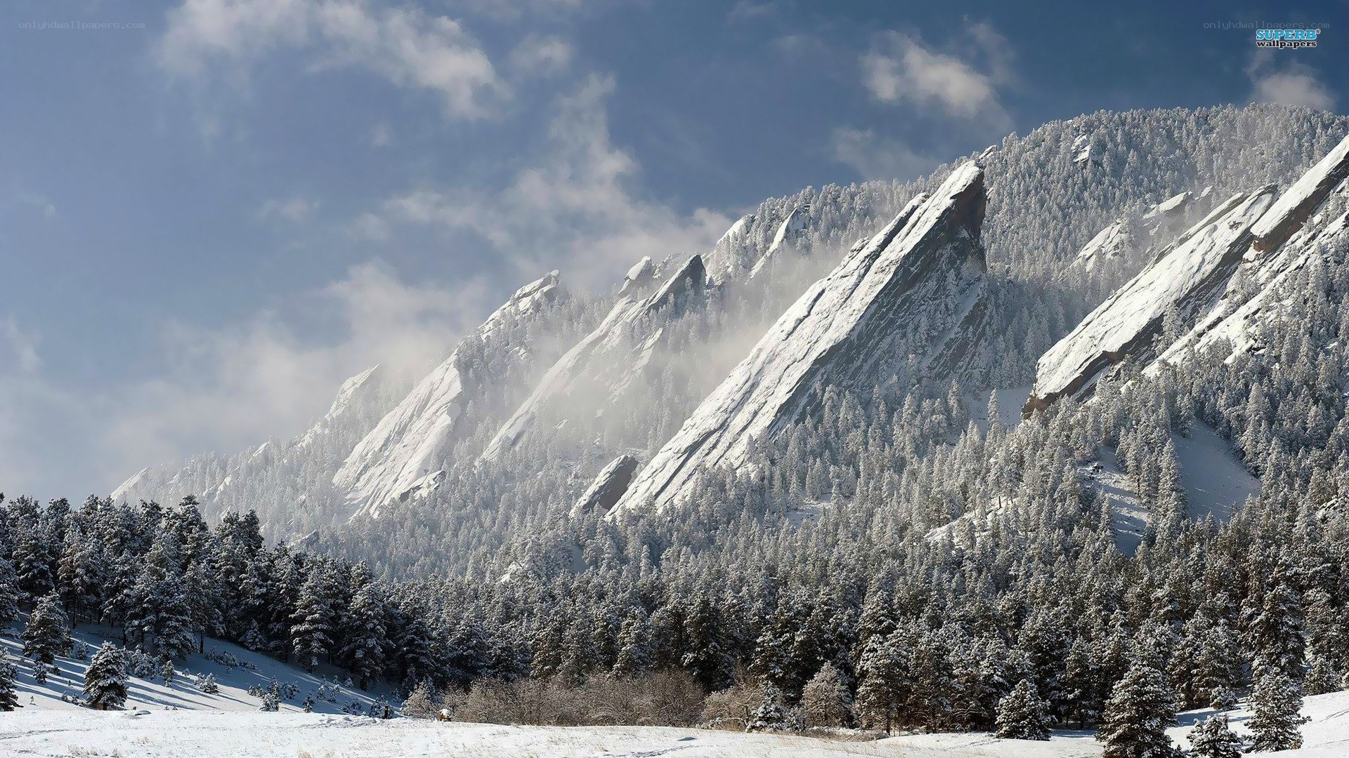 snow-covered mountains and forest