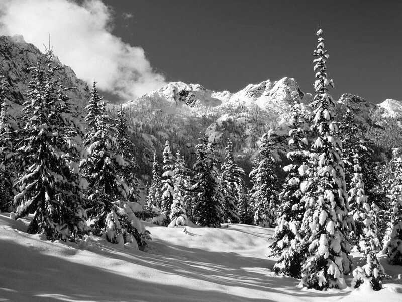 Snow-covered mountains and trees