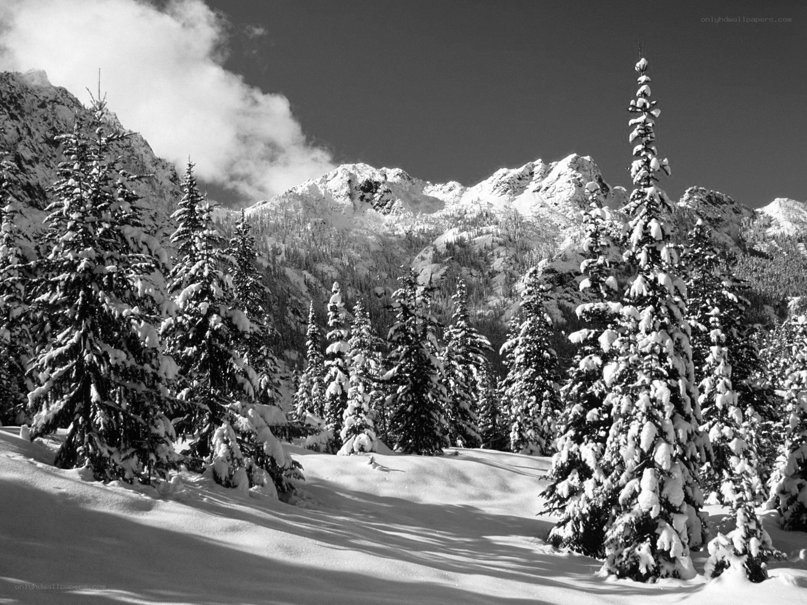 Snow-covered mountains and trees