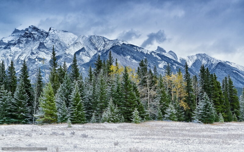 Snow-covered Mountains and Trees — Blue