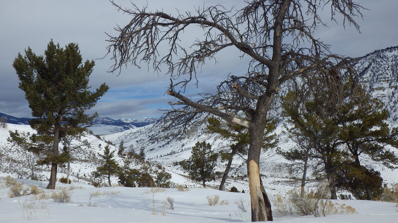 Snow-covered Mountains and Trees — White