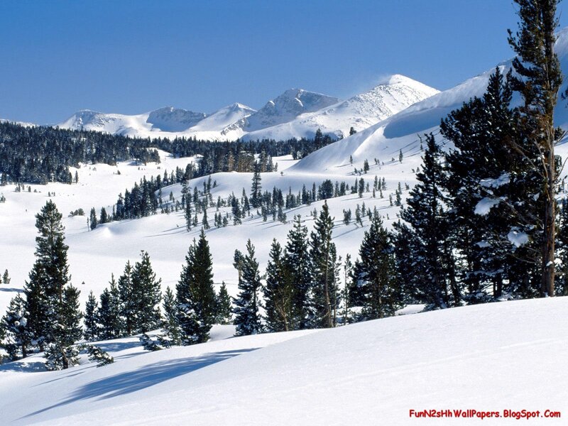 Snow-covered Mountains — Photograph, Trees
